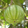 Extracto de Garcinia Cambogia - Formaksil Componentes 